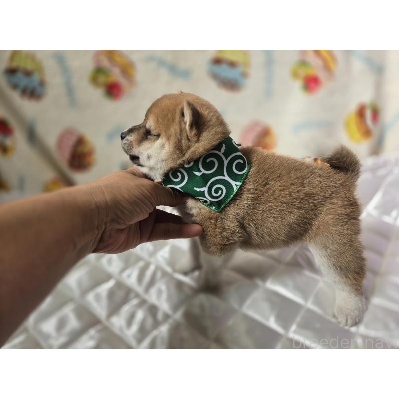 販売中の香川県の豆柴-455484の2枚目