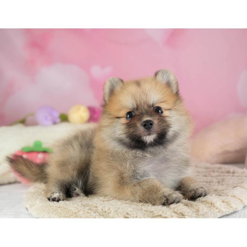 販売中の埼玉県のポメラニアン-455564の12枚目