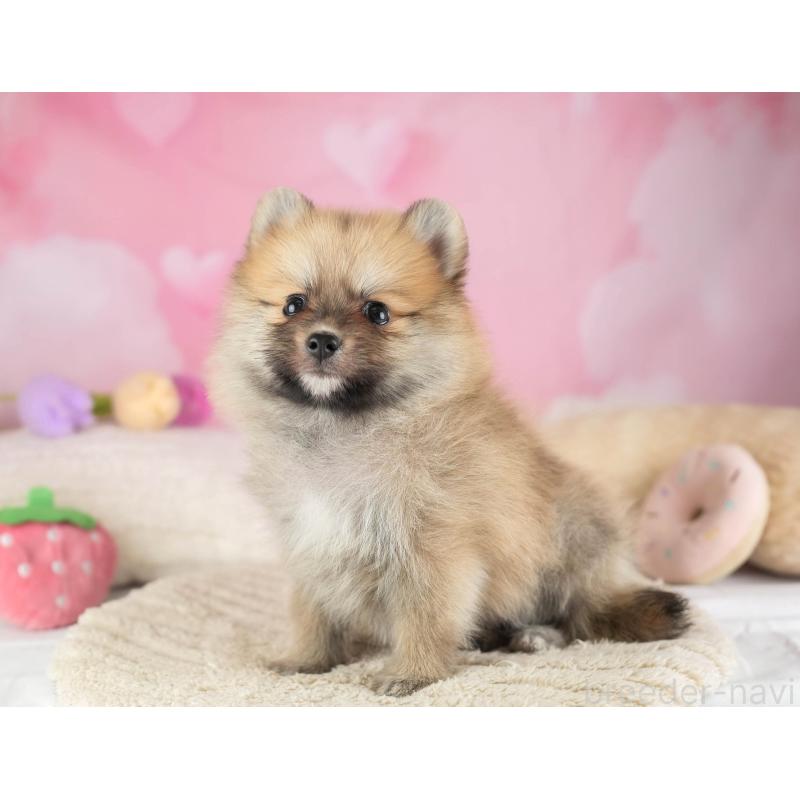 販売中の埼玉県のポメラニアン-455564の11枚目