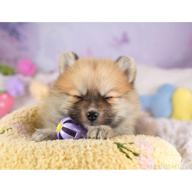販売中の埼玉県のポメラニアン-455564の10枚目