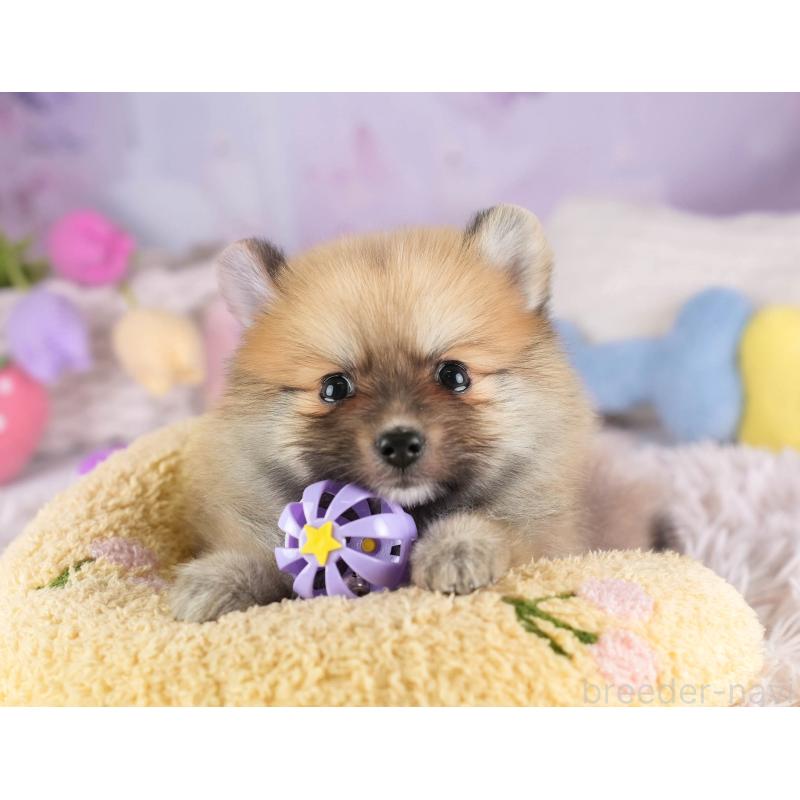 販売中の埼玉県のポメラニアン-455564の9枚目