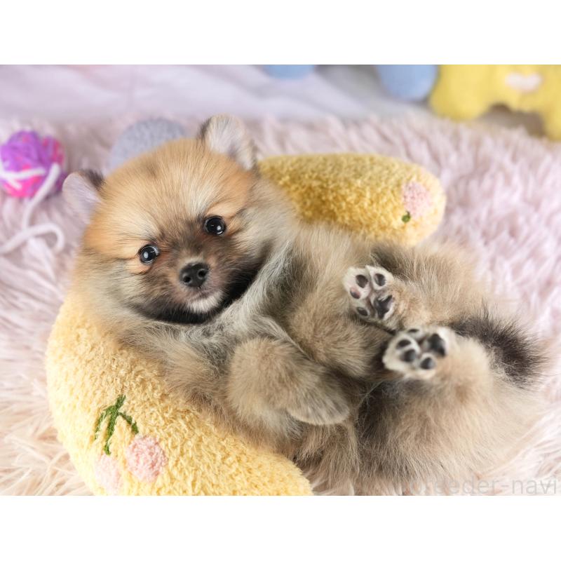 販売中の埼玉県のポメラニアン-455564の7枚目