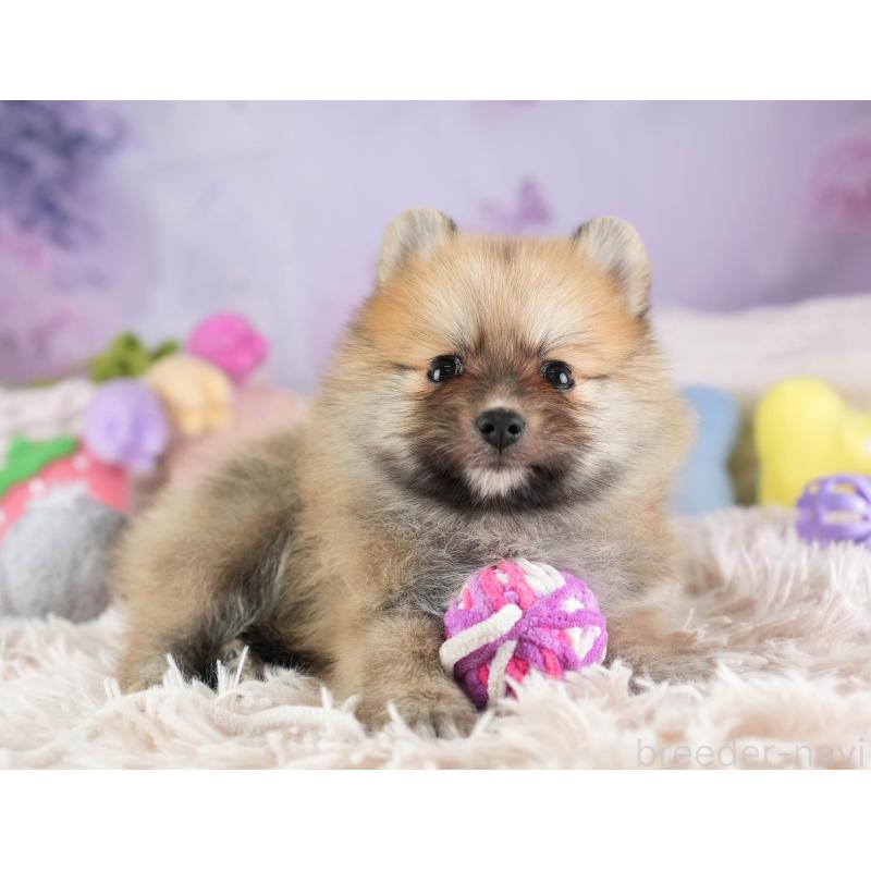 販売中の埼玉県のポメラニアン-455564の6枚目