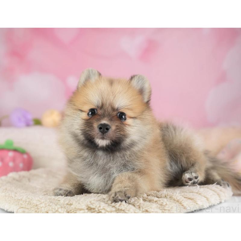 販売中の埼玉県のポメラニアン-455564の5枚目