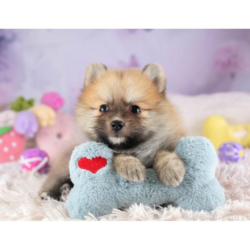 販売中の埼玉県のポメラニアン-455564の4枚目