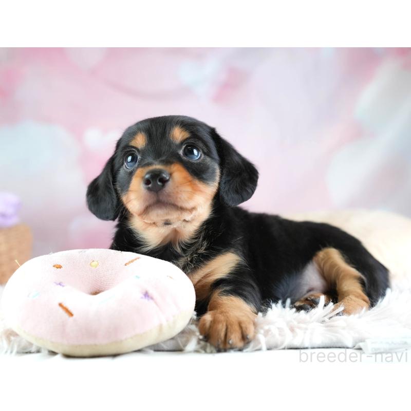 販売中の埼玉県のミックス犬-455563の12枚目