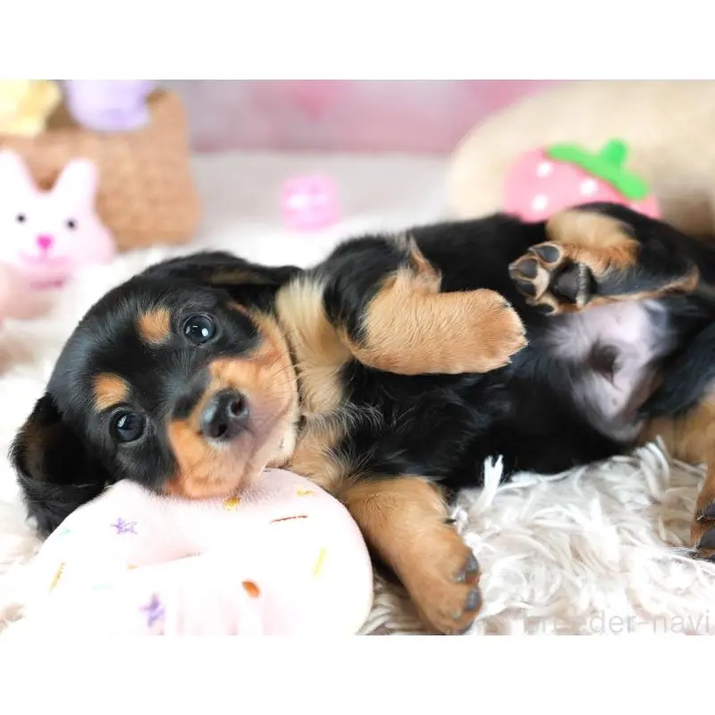 販売中の埼玉県のミックス犬-455563の11枚目