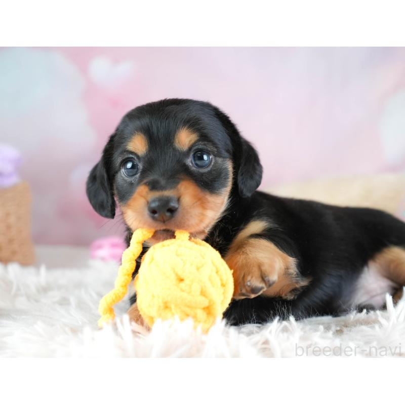 販売中の埼玉県のミックス犬-455563の10枚目