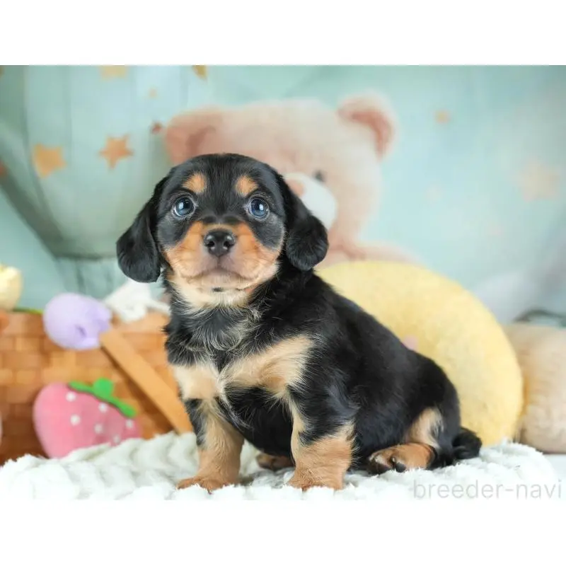 販売中の埼玉県のミックス犬-455563の9枚目