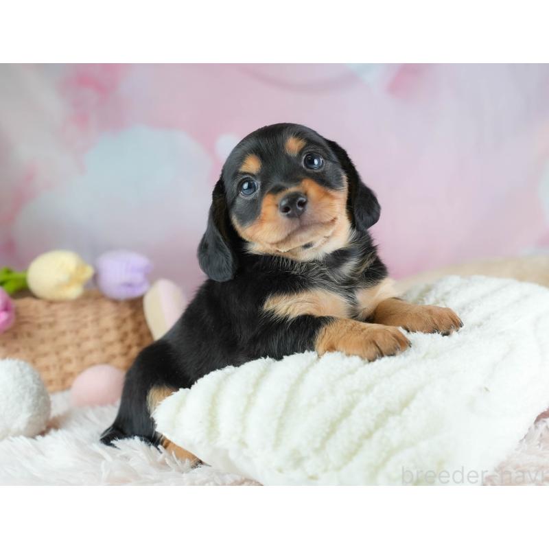 販売中の埼玉県のミックス犬-455563の8枚目