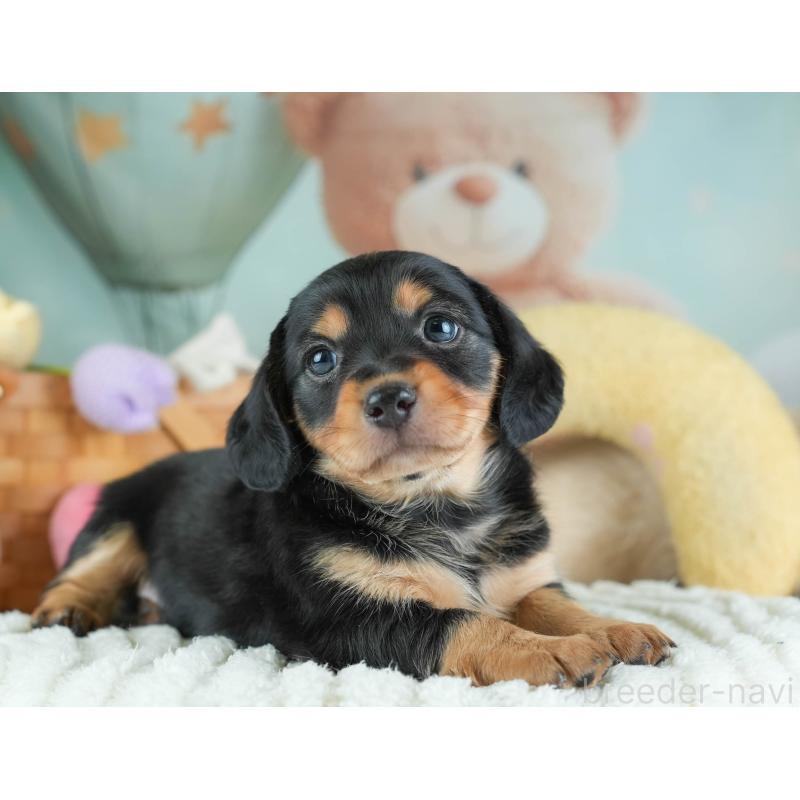 販売中の埼玉県のミックス犬-455563の7枚目