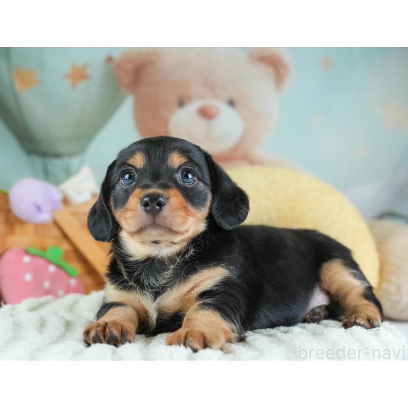 販売中の埼玉県のミックス犬-455563の5枚目