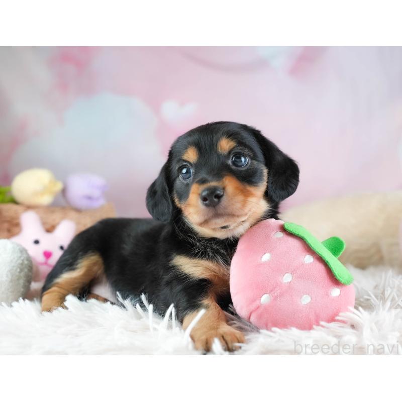 販売中の埼玉県のミックス犬-455563の4枚目