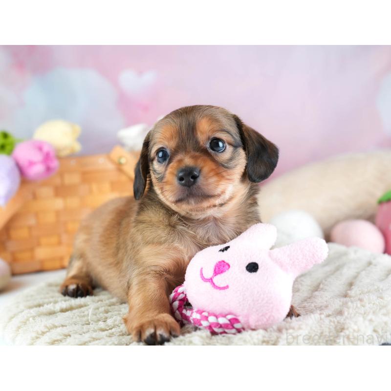 販売中の埼玉県のミックス犬-455539の12枚目