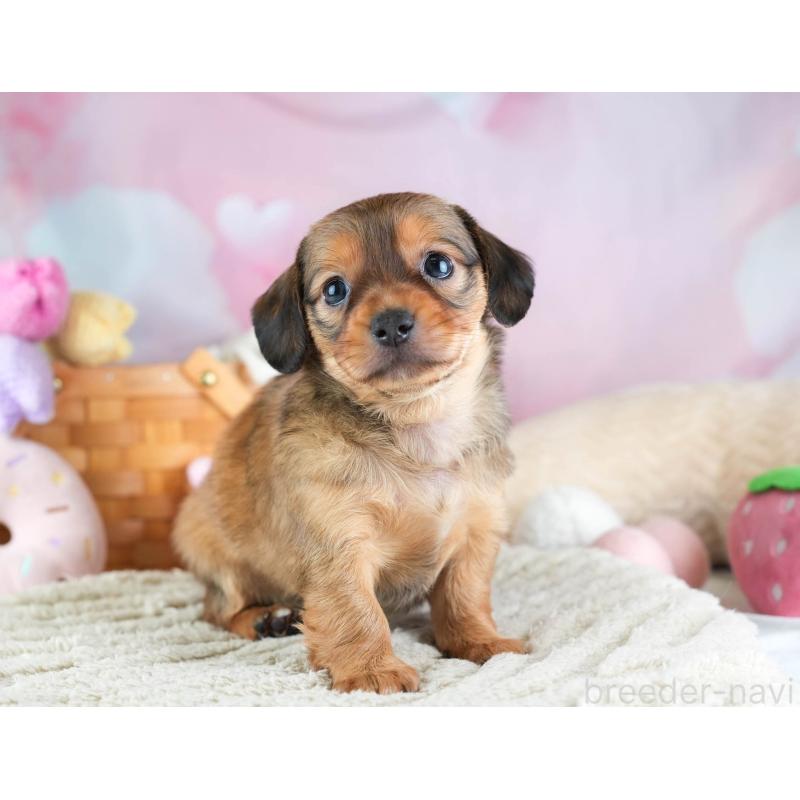 販売中の埼玉県のミックス犬-455539の11枚目