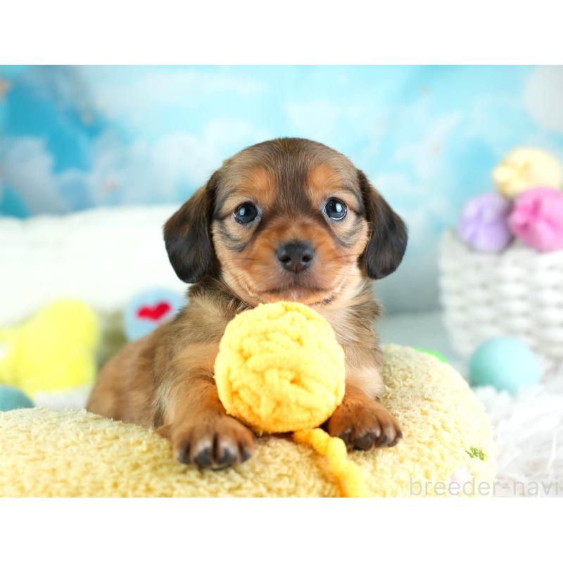 販売中の埼玉県のミックス犬-455539の10枚目