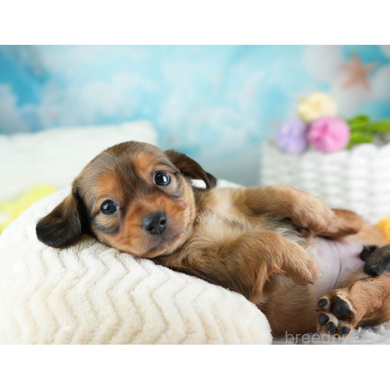 販売中の埼玉県のミックス犬-455539の9枚目