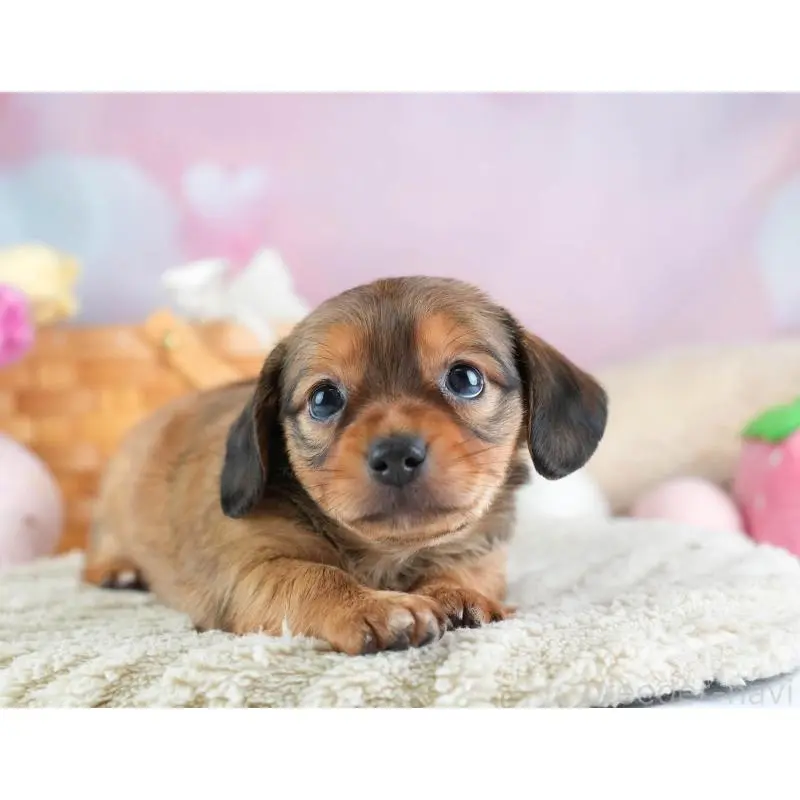 販売中の埼玉県のミックス犬-455539の8枚目