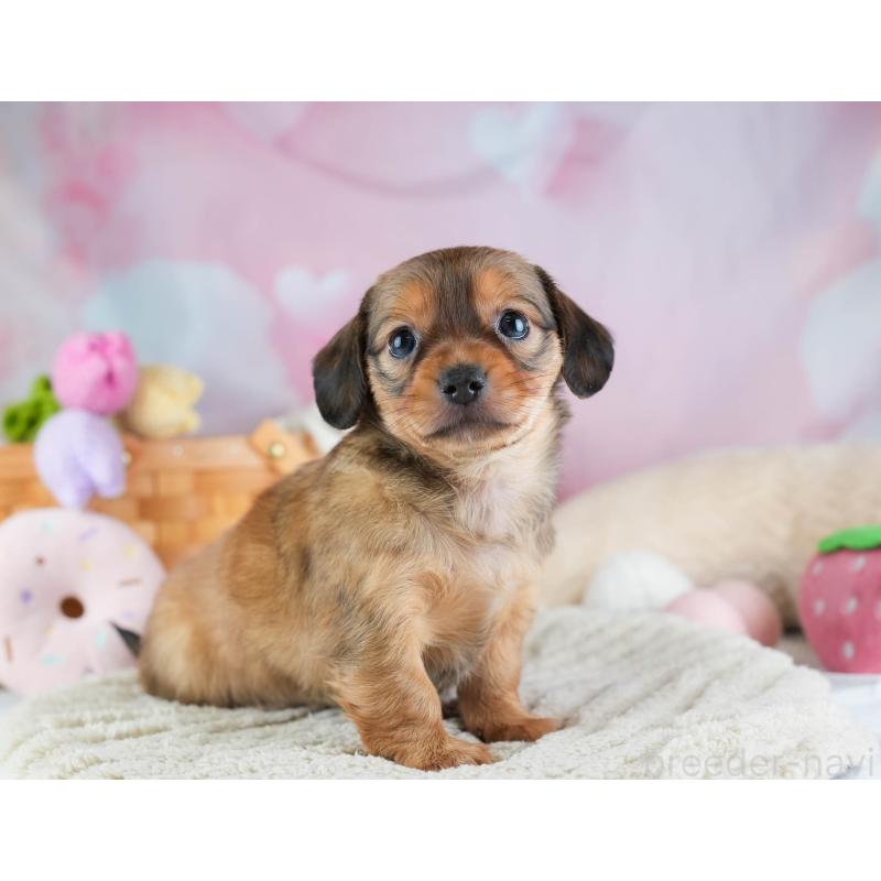 販売中の埼玉県のミックス犬-455539の7枚目