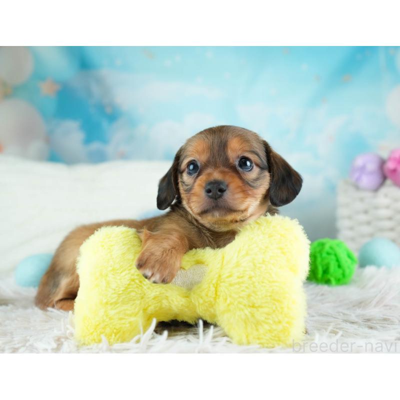 販売中の埼玉県のミックス犬-455539の6枚目