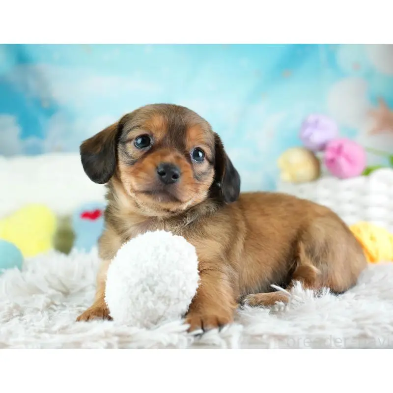 販売中の埼玉県のミックス犬-455539の5枚目