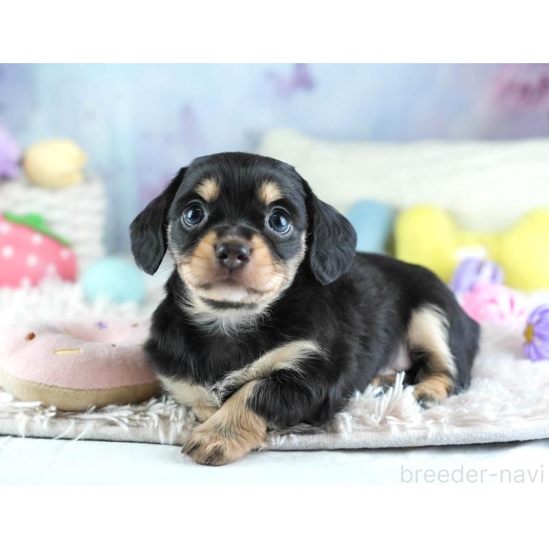 販売中の埼玉県のミックス犬-455533の12枚目