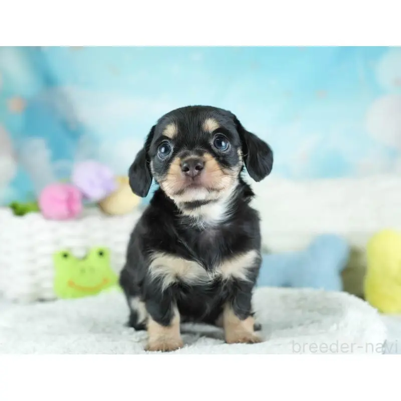 販売中の埼玉県のミックス犬-455533の11枚目