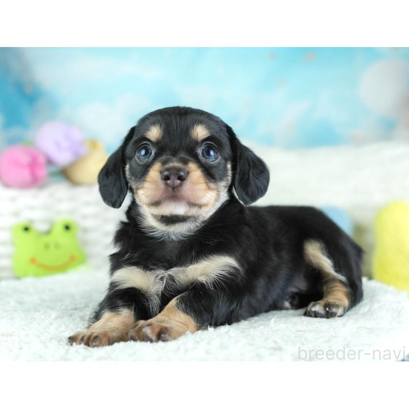 販売中の埼玉県のミックス犬-455533の10枚目