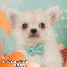 ♀︎チワワ(ロングコート)