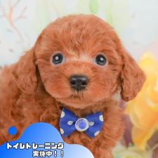 ♀︎トイプードル