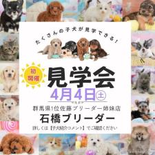 ♀︎マルプー:マルチーズ×トイプードル