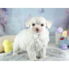 ♀︎マルプー:マルチーズ×トイプードル