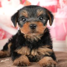 ♀︎ヨークシャーテリア