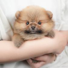 ♀︎ポメラニアン
