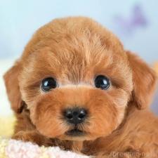 ♀︎タイニープードル