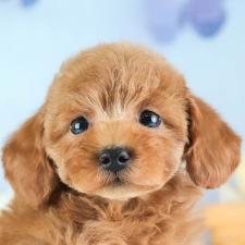 ♀︎トイプードル