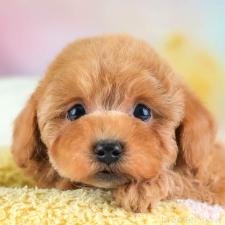 ♀︎トイプードル