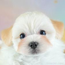 ♀︎ミックス犬