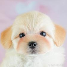 ♀︎ミックス犬