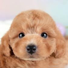 ♀︎トイプードル