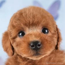 ♀︎トイプードル