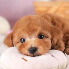 オンライン見学