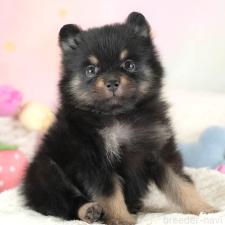 ♀︎ポメラニアン