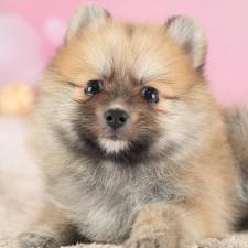 ♀︎ポメラニアン