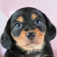 ♀︎ミックス犬