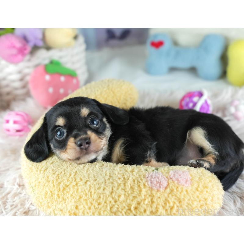 販売中の埼玉県のミックス犬-455533の9枚目