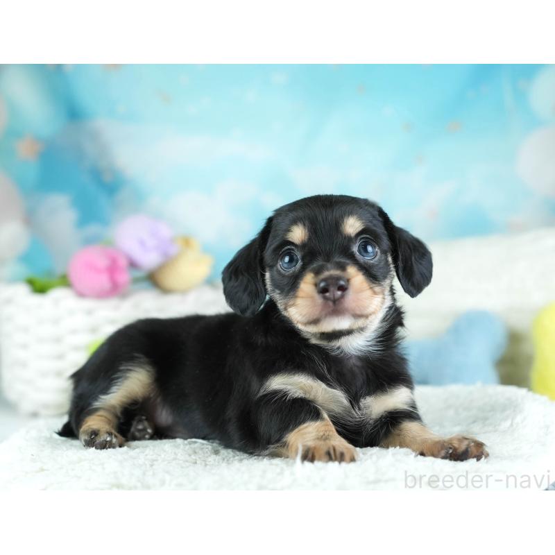 販売中の埼玉県のミックス犬-455533の8枚目