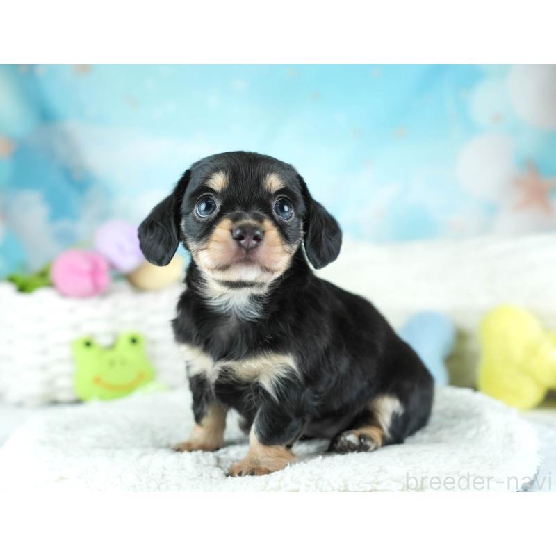 販売中の埼玉県のミックス犬-455533の7枚目