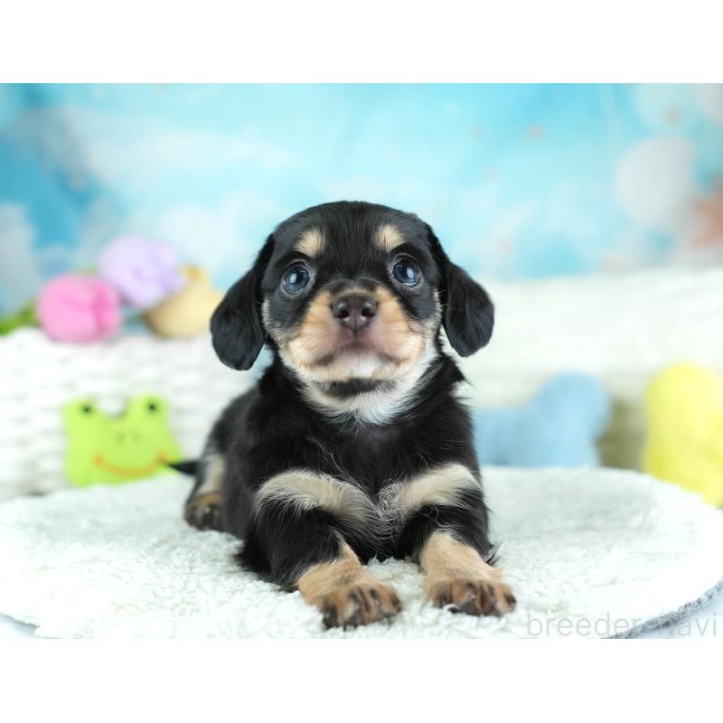 販売中の埼玉県のミックス犬-455533の6枚目