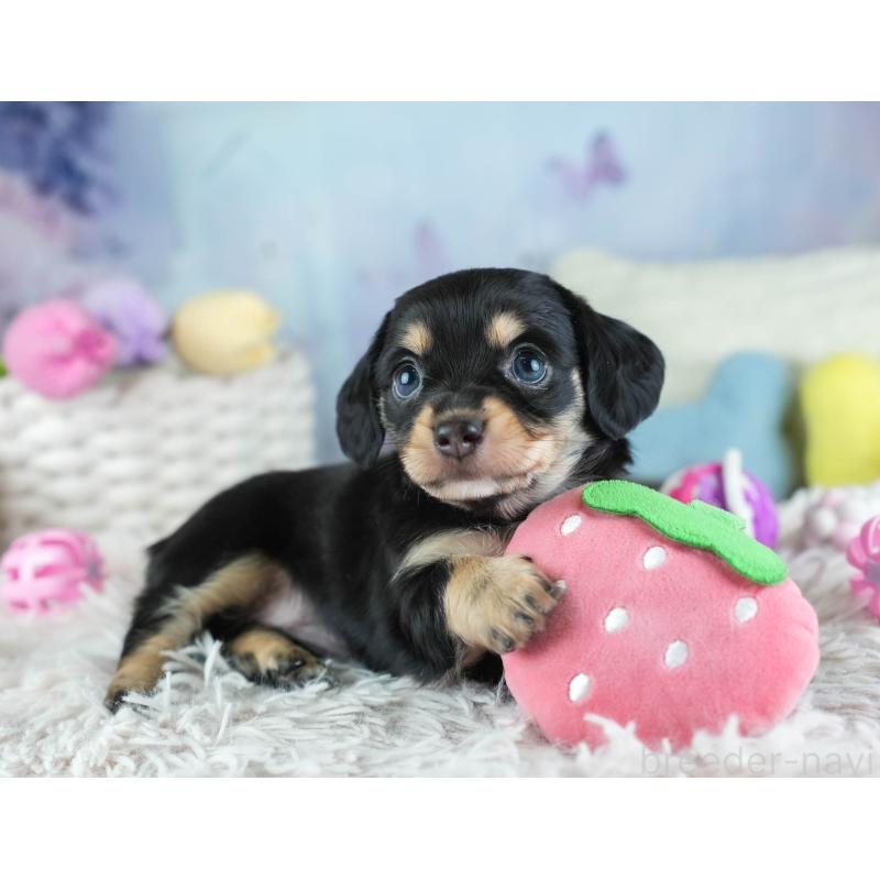 販売中の埼玉県のミックス犬-455533の5枚目